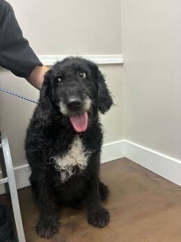 Rescue Labrador Retriever Dogs for Adoption in Marietta, Georgia - Margaret | PetCurious