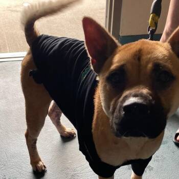 MOOKA -  Mixed Breed Dog for Adoption in Memphis, Tennessee - MOOKA | PetCurious