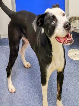 Rescue Pointer and Australian Cattle Dog Blue Heeler Dogs for Adoption in St. Louis, Missouri - OLLIE | PetCurious