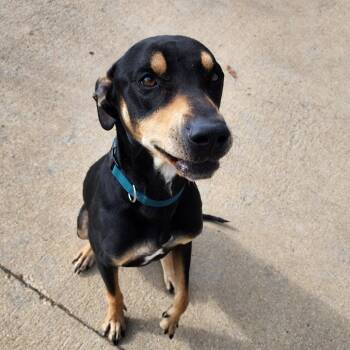 Rescue Doberman Pinscher Dogs for Adoption in Corydon, Indiana - Slade | PetCurious