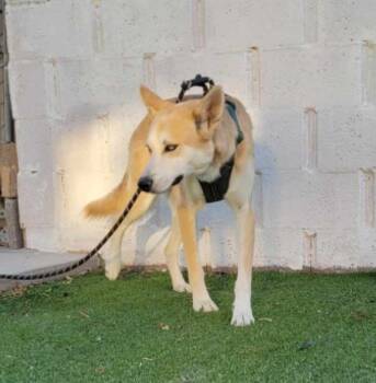 Husky Dogs Available for Adoption - Cody | PetCurious