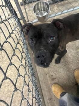 American Bully and Labrador Retriever Dogs Available for Adoption in Calgary, Alberta - Nugget | PetCurious