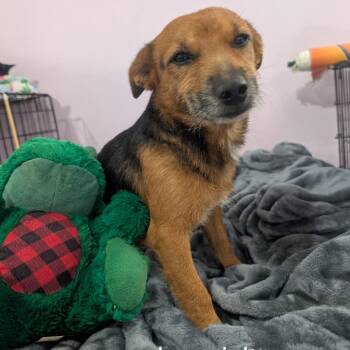 Baby boy -  Australian Shepherd and Yorkshire Terrier Dog for Adoption in West Plains, Missouri - Baby Boy | PetCurious