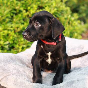 CT Boudin -  Labrador Retriever and Mixed Breed Dog for Adoption in Eastford, Connecticut - CT Boudin | PetCurious