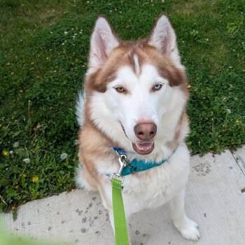 Husky and Mixed Breed Dogs Available for Adoption in Pittsburgh, Pennsylvania - McMurdo | PetCurious