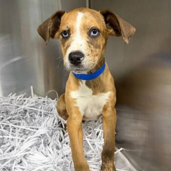 Catahoula Leopard Dog Dogs Available for Adoption - Truffle | PetCurious