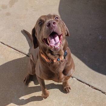 Rescue Chocolate Labrador Retriever and Weimaraner Dogs for Adoption in Sarasota, Florida - Argos | PetCurious