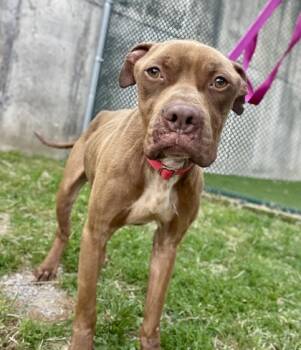 Rescue Pit Bull Terrier and Boxer Dogs for Adoption in Valley View, Ohio - Hermes | PetCurious