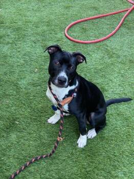 Rescue Pit Bull Terrier Dogs for Adoption in San Jose, California - NARIZ | PetCurious