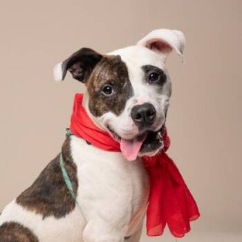 Kimbap -  Mixed Breed Dog for Adoption in Atlanta, Georgia - Kimbap | PetCurious