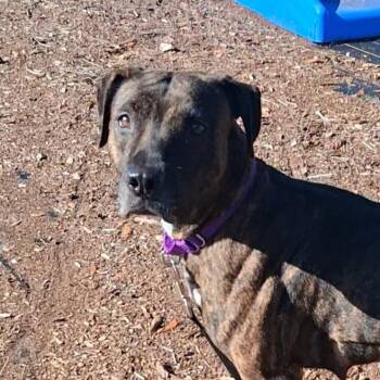 Miley -  Mixed Breed Dog for Adoption in West Palm Beach, Florida - Miley | PetCurious