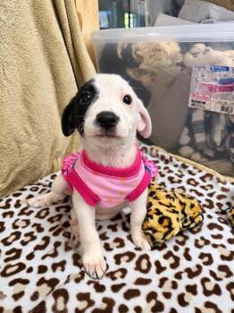 Ava -  Labrador Retriever Dog for Adoption in Randolph, New Jersey - Ava | PetCurious