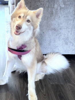 Rescue Siberian Husky Dogs for Adoption in Odenton, Maryland - Isabella | PetCurious