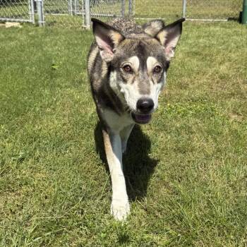 Husky Dogs Available for Adoption in Cabot, Arkansas - (Found) Kaia | PetCurious