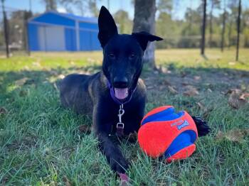 Belgian Shepherd Malinois Dogs Available for Adoption - Scout - Located In Florida | PetCurious