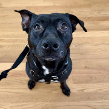 Penelope -  Pit Bull Terrier and Black Labrador Retriever Dog for Adoption in Charlotte, North Carolina - Penelope | PetCurious