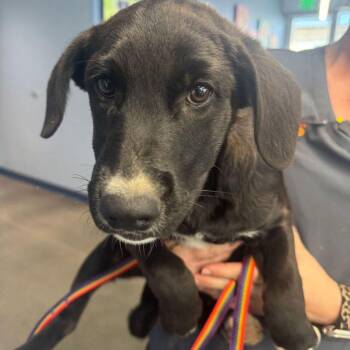Spring -  Shepherd Dog for Adoption in Kingman, Arizona - Spring | PetCurious