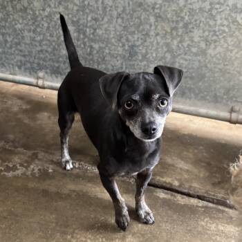 Rescue Chihuahua Dogs for Adoption in Sonoma, California - Renesmee | PetCurious