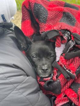 Chihuahua Dogs Available for Adoption in Bristol, Wisconsin - Jasper | PetCurious