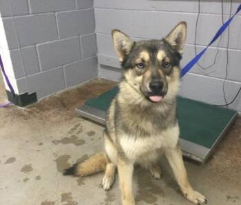 MAXINE -  Siberian Husky and Mixed Breed Dog for Adoption in Thousand Palms, California - MAXINE | PetCurious