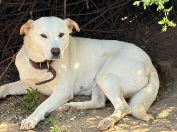Star -  Labrador Retriever Dog for Adoption in San Diego, California - Star | PetCurious