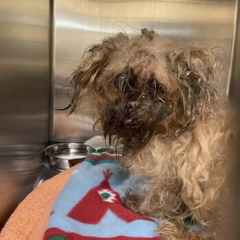 Flower -  Shih Tzu Dog for Adoption - Flower | PetCurious
