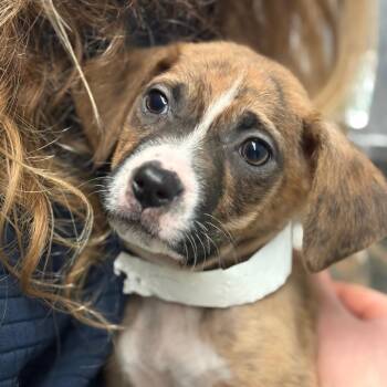 Mixed Breed Dogs Available for Adoption - Chess | PetCurious