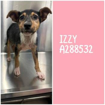 IZZY -  Mixed Breed Dog Available for Adoption in Macon, Georgia - IZZY | PetCurious