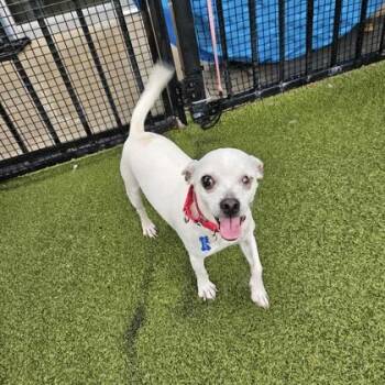 Jack -  Chihuahua and Mixed Breed Dog for Adoption in Merriam, Kansas - Jack | PetCurious
