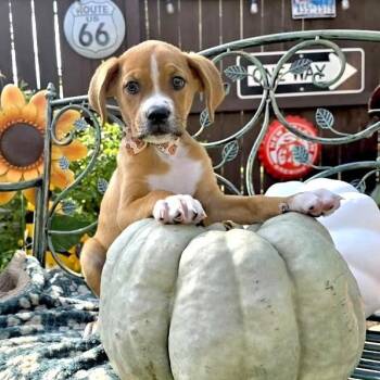 Rusty -  Boxer and Blue Lacy Dog for Adoption in Fairfield, Connecticut - Rusty | PetCurious