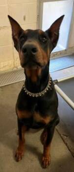 Achilles -  Doberman Pinscher Dog for Adoption in Red Bluff, California - Achilles | PetCurious