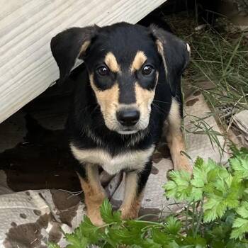 Phillip -  Labrador Retriever Dog for Adoption in Richmond, Virginia - Phillip | PetCurious