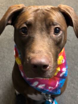 Rescue Labrador Retriever and Pit Bull Terrier Dogs for Adoption in Mustang, Oklahoma - ORION | PetCurious