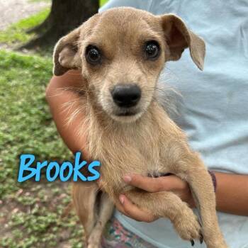 Brooks -  Chihuahua Dog for Adoption in Tampa, Florida - Brooks | PetCurious