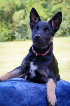 Sonny -  Mixed Breed Dog for Adoption in Columbia, Tennessee - Sonny | PetCurious