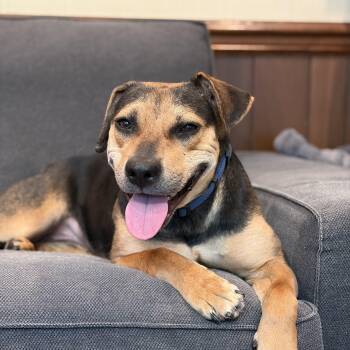 Piper -  Hound and Pit Bull Terrier Dog for Adoption in Rockville, Maryland - Piper | PetCurious