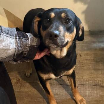 Mixed Breed Dogs Available for Adoption - Fannie | PetCurious