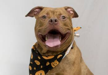 Jeff -  Terrier Dog for Adoption in Sanford, Florida - Jeff | PetCurious