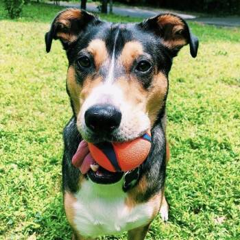 Lucious -  Mixed Breed Dog for Adoption in New York, New York - Lucious | PetCurious