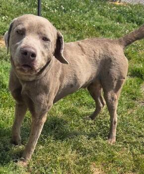 Labrador Retriever Dogs Available for Adoption in Cleveland, Tennessee - Bronx | PetCurious