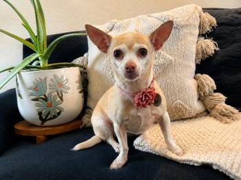 Ginger -  Chihuahua Dog for Adoption in Plano, Texas - Ginger | PetCurious