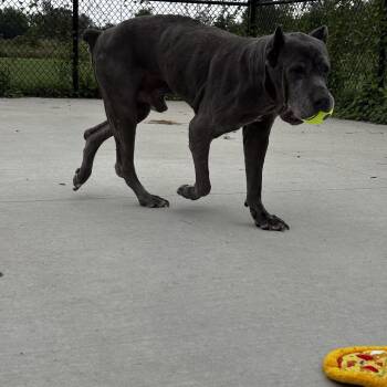 Solomon -  Cane Corso Dog for Adoption in Matteson, Illinois - Solomon | PetCurious