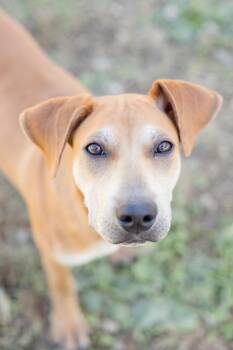 Rescue Hound Dogs for Adoption in Newburgh, Indiana - Edgar | PetCurious