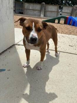 Clover -  Pit Bull Terrier and Mixed Breed Dog for Adoption in New Orleans, Louisiana - Clover | PetCurious