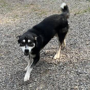 Leo -  Husky and Mixed Breed Dog for Adoption - Leo | PetCurious