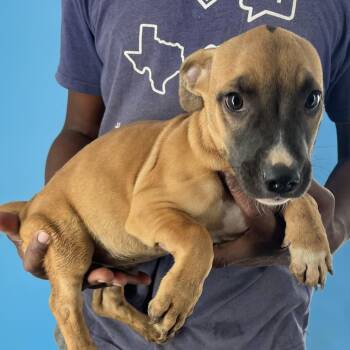 Rescue Black Mouth Cur Dogs for Adoption in Brookshire, Texas - Quarter - Local Dec 19-21 | PetCurious