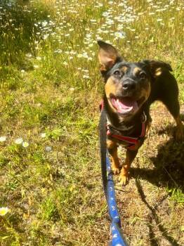 Chili -  Mixed Breed Dog for Adoption in Lake Cowichan, British Columbia - Chili | PetCurious