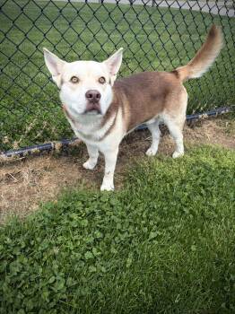 Husky and Mixed Breed Dogs Available for Adoption in Greensburg, Indiana - Stubson | PetCurious