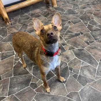 Rescue Terrier Dogs for Adoption in Sterling Heights, Michigan - Wybie | PetCurious