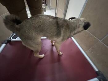 Paola -  Pug Dog Available for Adoption in Hobbs, New Mexico - Paola | PetCurious
